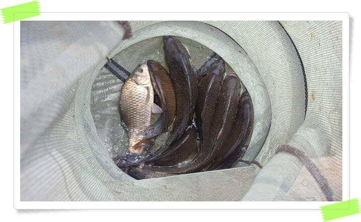 양평 힐링 수곡낚시터 6월28일 조황 소식 전해드립니다 토요일 붕어방류 이어집니다 (유료터정보 - 유료터점주조황)