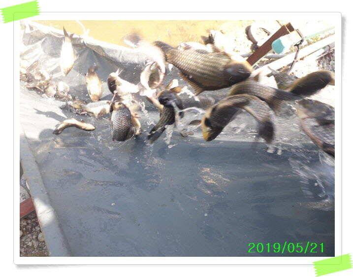 힐링 양평 수곡낙시터 붕어 좋은 조황 이어지네요 오늘 축양 붕어 방류 완료 (유료터정보 - 유료터점주조황)