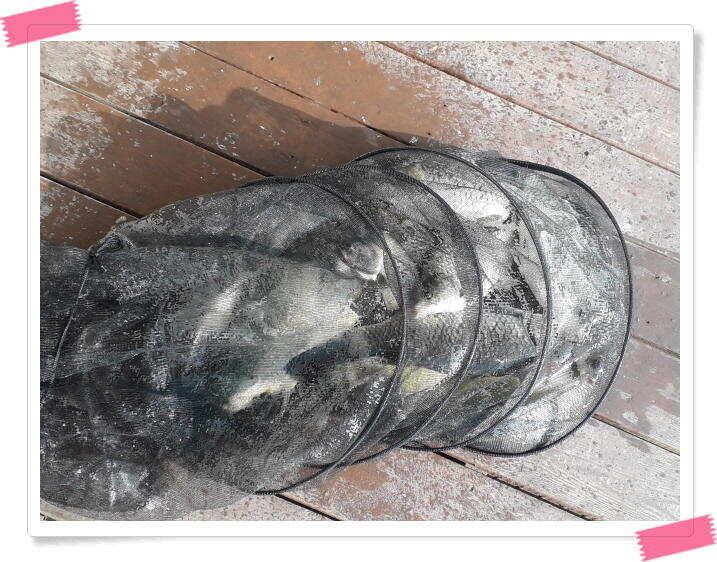 붕어낚시 양평 수곡낚시터 조황 및 붕어 방류 안내 (유료터정보 - 유료터점주조황)