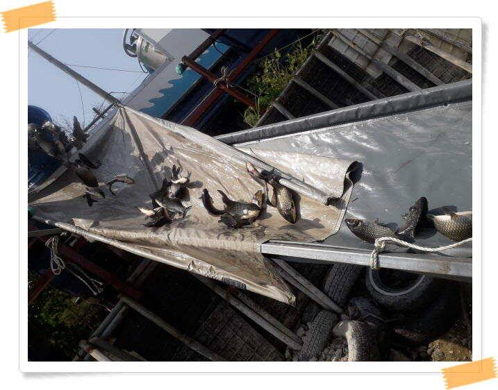 수곡낚시터 붕어방류 및 붕어조황 더 좋아지고 있습니다 (유료터정보 - 유료터점주조황)