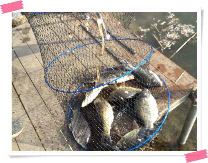 양평 수곡낚시터 주중 조황 및 축양붕어 방류 (유료터정보 - 유료터점주조황)