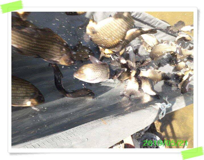 힐링 양평 수곡낙시터 붕어 좋은 조황 이어지네요 오늘 축양 붕어 방류 완료 (유료터정보 - 유료터점주조황)