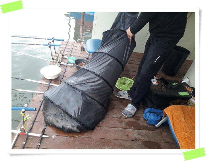 붕어낚시 수곡낚시터 고르게 꾸준히 잘 나와줍니다 토일요일 조황 (유료터정보 - 유료터점주조황)