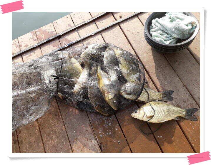 붕어낚시 양평 수곡낚시터 조황 및 붕어 방류 안내 (유료터정보 - 유료터점주조황)