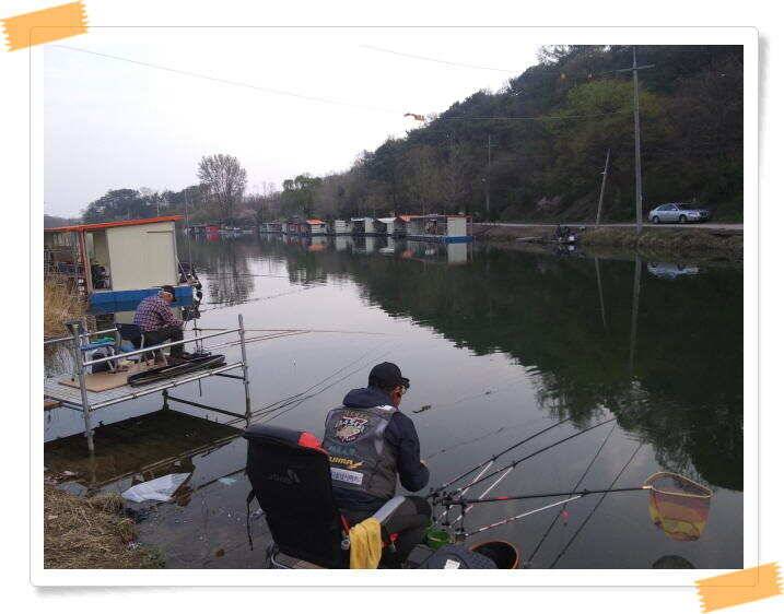 양평 수곡낚시터 주중 조황 및 축양붕어 방류 (유료터정보 - 유료터점주조황)