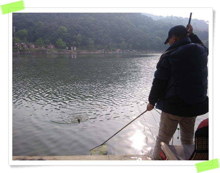 수곡낚시터 축양붕어 방류 주중5월15일 붕어 조황 잘 나와주고 있습니다 (유료터정보 - 유료터점주조황)