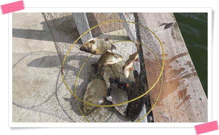 양평 붕어낚시 수곡낚시터 오늘도 꾸준히 붕어들이 나와주며 오늘도 붕어 대량 방류 마쳤습니다 (유료터정보 - 유료터점주조황)