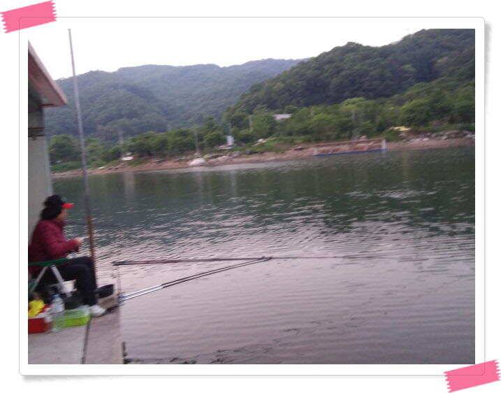 수곡낚시터 붕어방류 및 붕어조황 더 좋아지고 있습니다 (유료터정보 - 유료터점주조황)