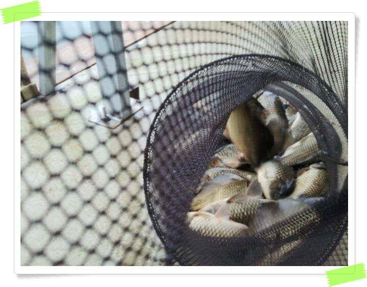 좌대낚시 붕어낚시 노지낚시 양평 수곡낚시터 토종 4짜급 등 호조황 나와주고 있습니다 (유료터정보 - 유료터점주조황)