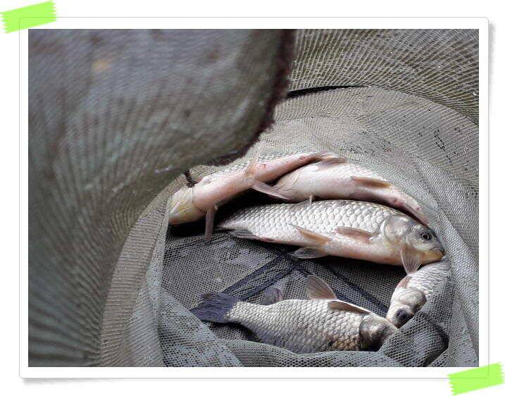 붕어낚시 양평 수곡낚시터 오늘 붕어 방류 및 조황 안내드려요 (유료터정보 - 유료터점주조황)