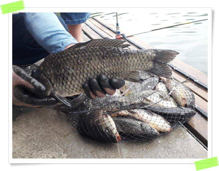 붕어낚시 수곡낚시터 고르게 꾸준히 잘 나와줍니다 토일요일 조황 (유료터정보 - 유료터점주조황)