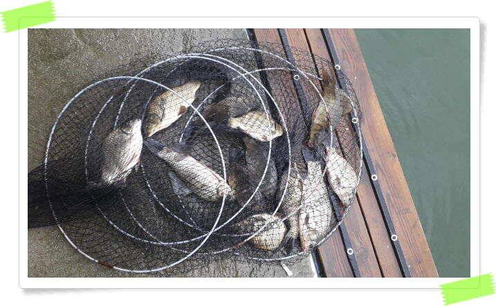 붕어낚시 힐링 양평 수곡낚시터 8월 1일 붕어 방류및 조황 안내드립니다 (유료터정보 - 유료터점주조황)
