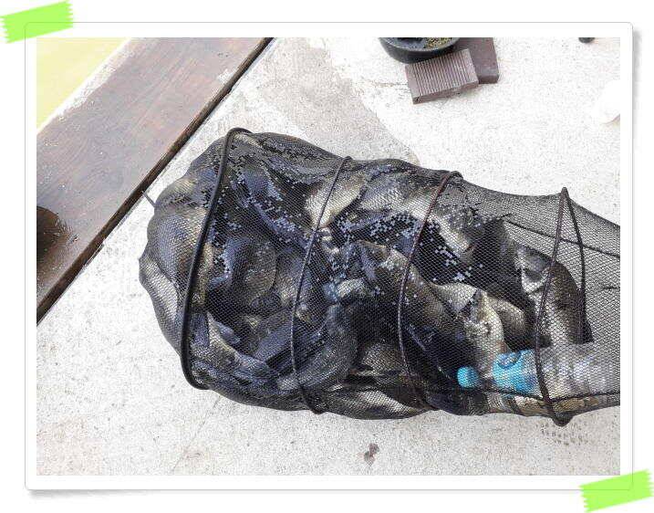 붕어낚시 수곡낚시터 연휴조황5월5일6일 잘 나오고 있습니다 (유료터정보 - 유료터점주조황)