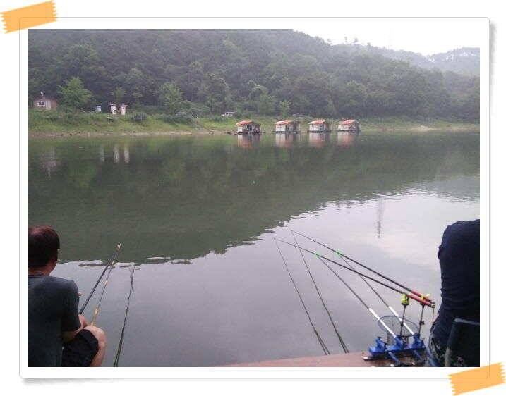 붕어낚시 양평 힐링 수곡낚시터 주말 조황 붕어방류 안내드립니다 (유료터정보 - 유료터점주조황)