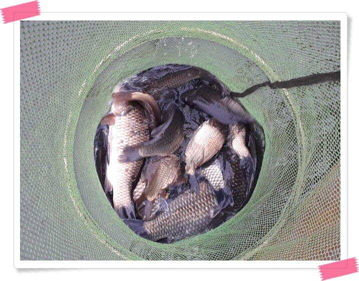 붕어낚시 수곡낚시터 주중 조황4월11일 및 붕어 방류 (유료터정보 - 유료터점주조황)