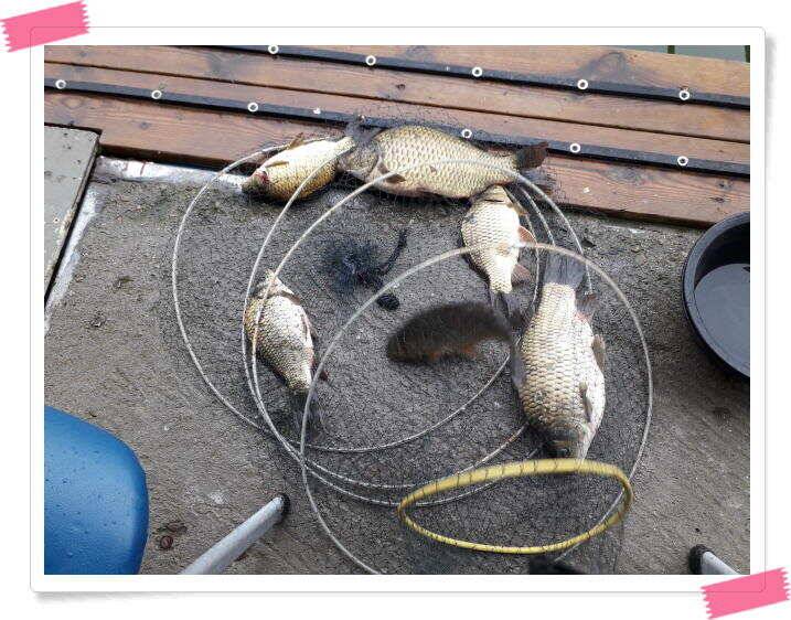 붕어낚시 양평 힐링 수곡낚시터 주말 조황 붕어방류 안내드립니다 (유료터정보 - 유료터점주조황)