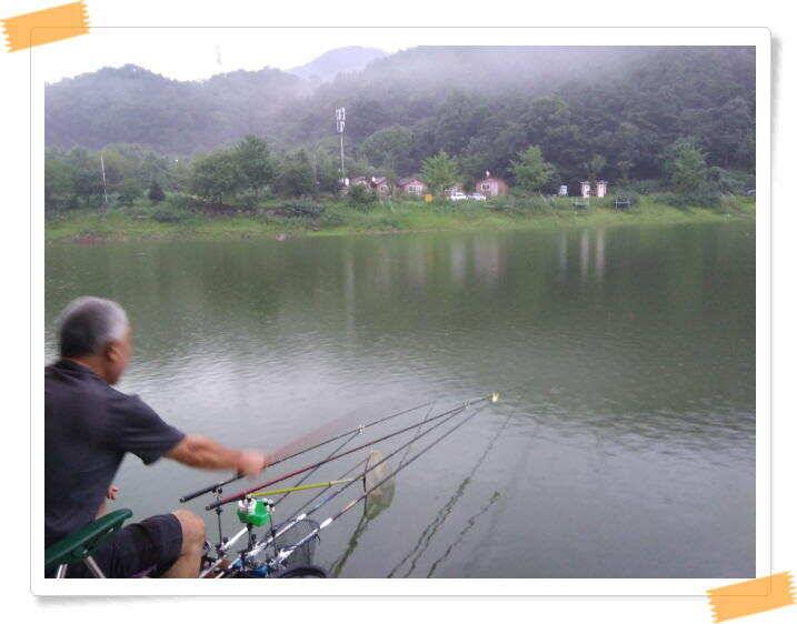 붕어낚시 힐링 양평 수곡낚시터 8월 1일 붕어 방류및 조황 안내드립니다 (유료터정보 - 유료터점주조황)