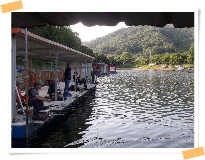 수곡낚시터 붕어낚시 조황 꾸준하게 나와줍니다 6월18일 조황 안내드립니다 (유료터정보 - 유료터점주조황)