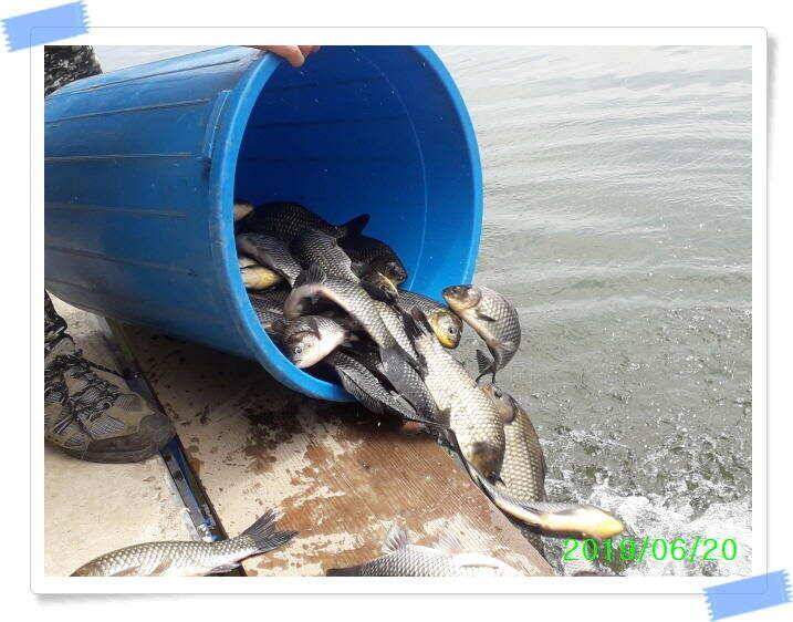 양평 수곡낚시터 오늘도 오전부터 붕어들이 계속나오면서 꾸준한 조황이 이어집니다 (유료터정보 - 유료터점주조황)