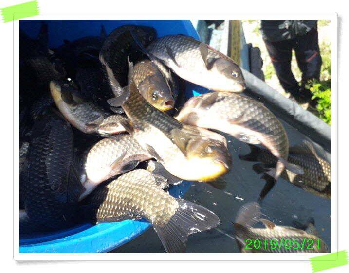 힐링 양평 수곡낙시터 붕어 좋은 조황 이어지네요 오늘 축양 붕어 방류 완료 (유료터정보 - 유료터점주조황)