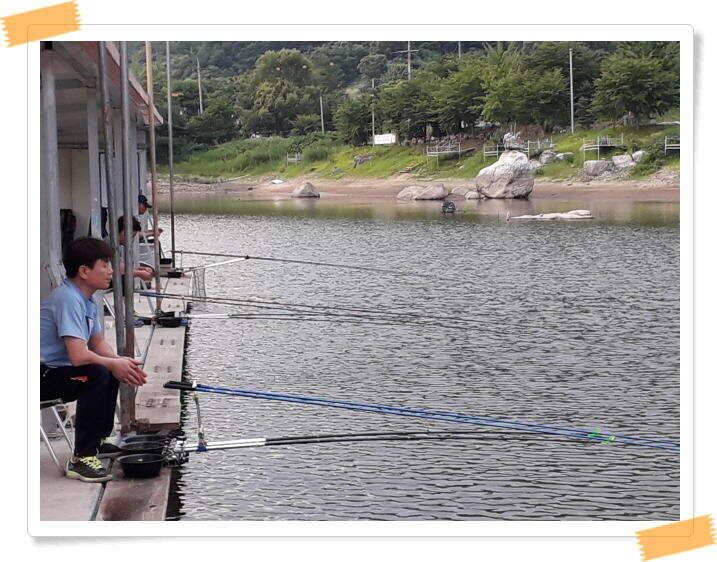 수곡낚시터 붕어조황 7월13일 더 좋은 조과가 이어집니다 오늘도 붕어방류 합니다 (유료터정보 - 유료터점주조황)