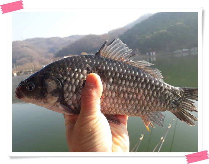 수곡낚시터 주중 조황 및 붕어 방류 안내 (유료터정보 - 유료터점주조황)