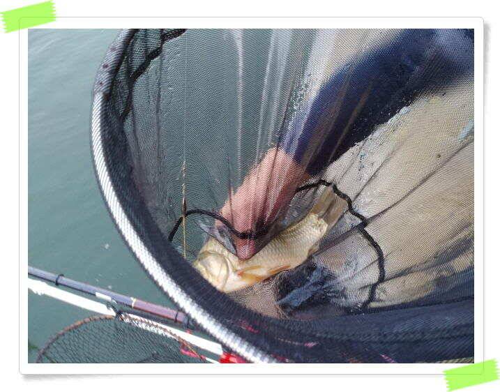 양평 힐링 수곡낚시터 일요일도 주말에이어 고른조황 꾸준하며 조과편차는 있었습니다 (유료터정보 - 유료터점주조황)