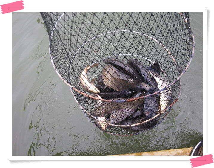 붕어낚시 수곡낚시터 연이은 붕어 대박조황5월18일 및 축양붕어 추가 방류 소식 (유료터정보 - 유료터점주조황)