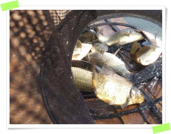 양평 힐링 수곡낚시터 일요일도 주말에이어 고른조황 꾸준하며 조과편차는 있었습니다 (유료터정보 - 유료터점주조황)