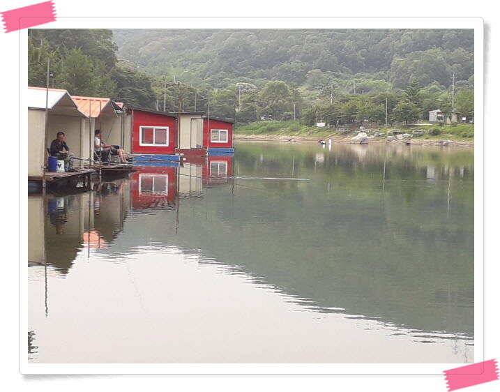 양평 수곡낚시터 오늘도 오전부터 붕어들이 계속나오면서 꾸준한 조황이 이어집니다 (유료터정보 - 유료터점주조황)
