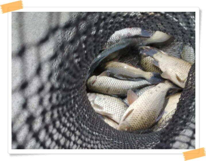 민물낚시 힐링 양평 수곡낚시터 호조황속 대박조황이 나와주네요 오늘도 붕어방류 완료했습니다 (유료터정보 - 유료터점주조황)
