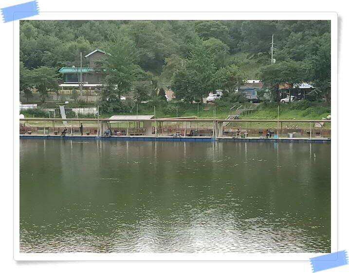 붕어낚시 힐링 양평 수곡낚시터 7월 25일 조황 및 붕어 방류 안내드립니다 (유료터정보 - 유료터점주조황)