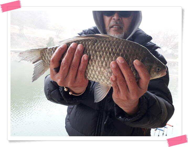 붕어낚시 수곡낚시터 주중 조황4월11일 및 붕어 방류 (유료터정보 - 유료터점주조황)
