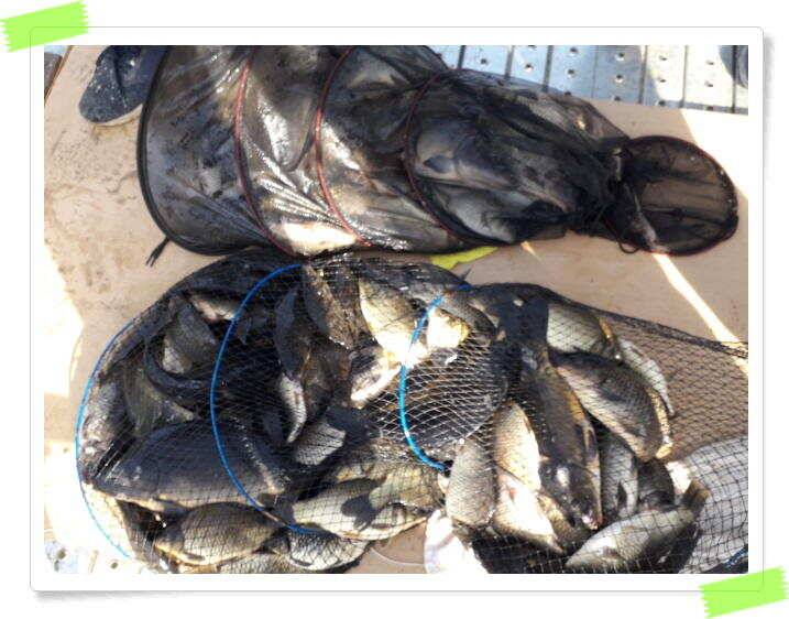 양평 수곡낚시터 토종 대물 4짜 포함 조황이 좋았습니다 (유료터정보 - 유료터점주조황)