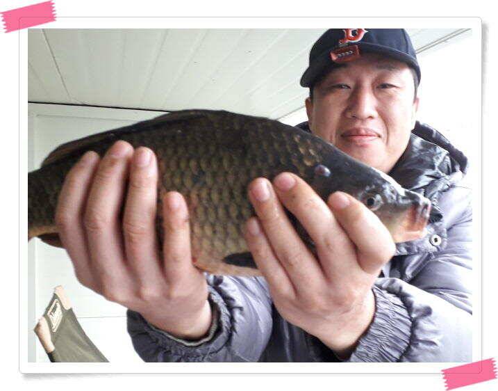 수곡낚시터 금요일토요일 조황 및 붕어 방류 (유료터정보 - 유료터점주조황)