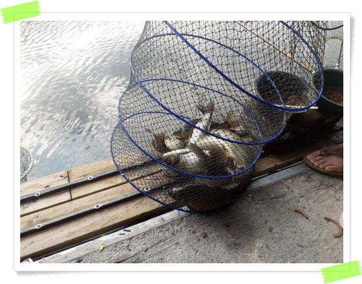 양평 힐링 수곡낚시터 낮시간에도 꾸준히 붕어들이 나옵니다 6월24일 조황 소식 (유료터정보 - 유료터점주조황)