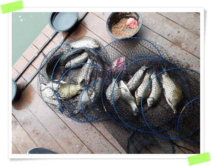 붕어낚시 힐링 양평 수곡낚시터 7월 25일 조황 및 붕어 방류 안내드립니다 (유료터정보 - 유료터점주조황)