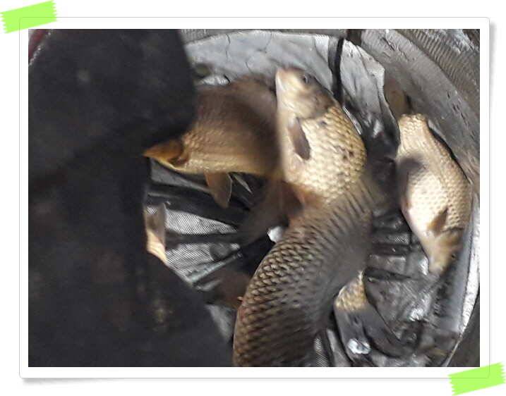 수곡낚시터 붕어낚시 조황 소식 4월 5일 (유료터정보 - 유료터점주조황)
