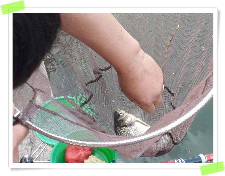 수곡낚시터 금일 붕어 방류 및 붕어조황 소식 6월25일 (유료터정보 - 유료터점주조황)
