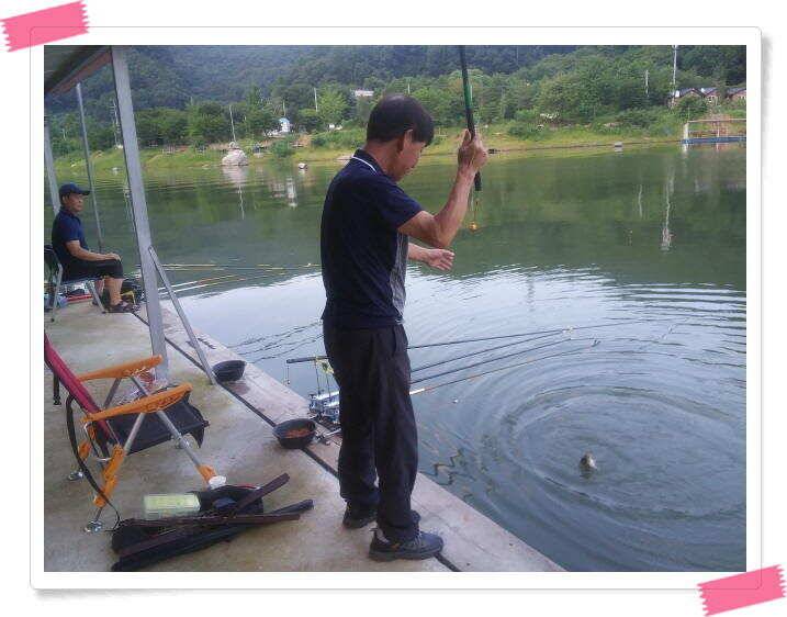 민물낚시 양평 수곡낚시터 주말도 일요일도 전체적으로 고르고 꾸준한 조황이 나와주었네요 (유료터정보 - 유료터점주조황)