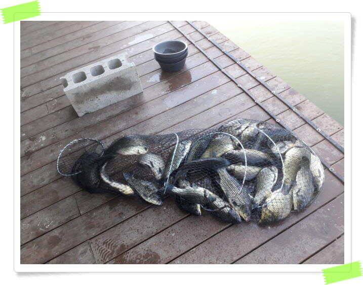 양평 힐링 수곡낚시터 낮시간에도 꾸준히 붕어들이 나옵니다 6월24일 조황 소식 (유료터정보 - 유료터점주조황)