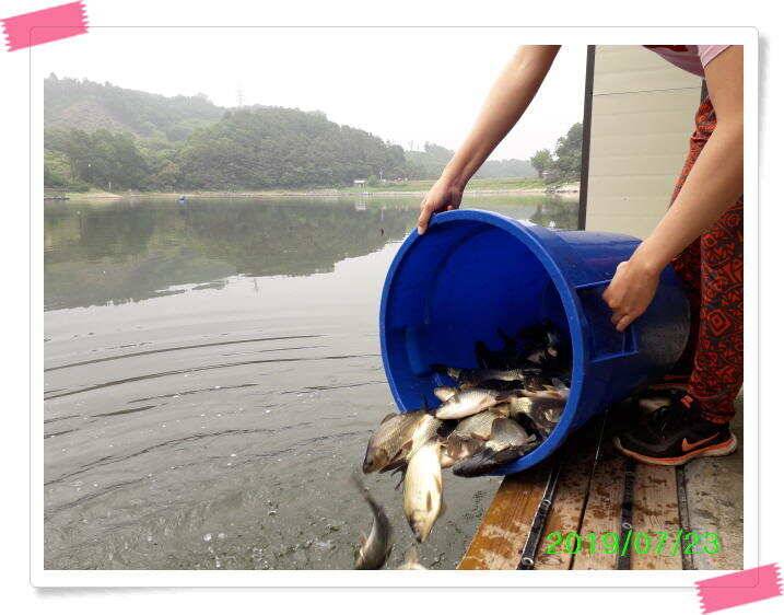 붕어낚시 양평 수곡낚시터 오늘 붕어 방류 및 조황 안내드려요 (유료터정보 - 유료터점주조황)