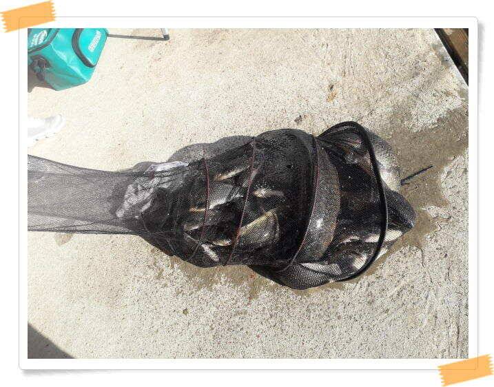 힐링 양평 수곡낙시터 붕어 좋은 조황 이어지네요 오늘 축양 붕어 방류 완료 (유료터정보 - 유료터점주조황)
