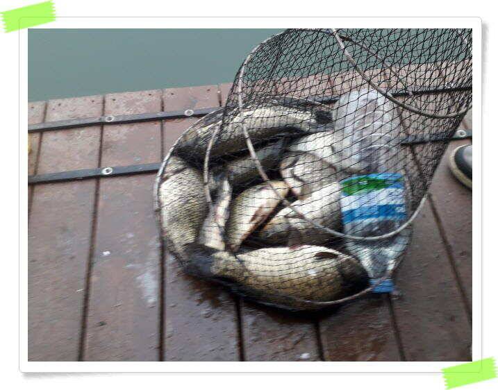 붕어낚시 수곡낚시터 씨알도 마릿수도 더욱 좋아졌습니다 6월5일 (유료터정보 - 유료터점주조황)