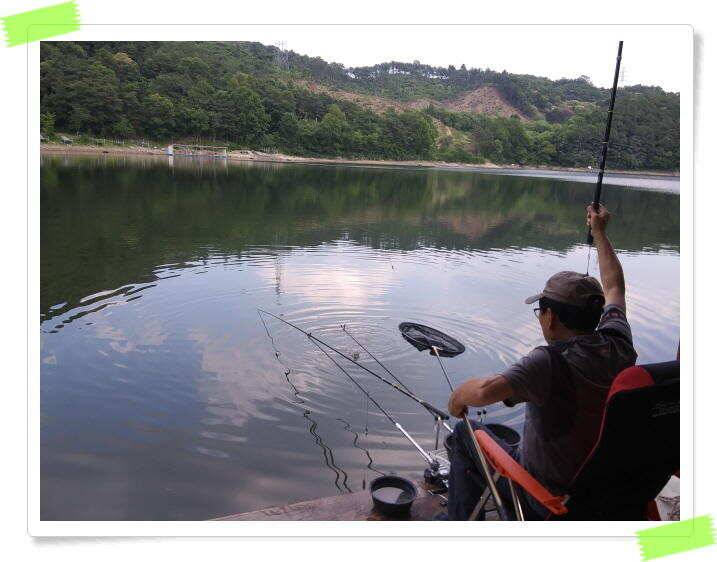 수곡낚시터 붕어낚시 조황 꾸준하게 나와줍니다 6월18일 조황 안내드립니다 (유료터정보 - 유료터점주조황)