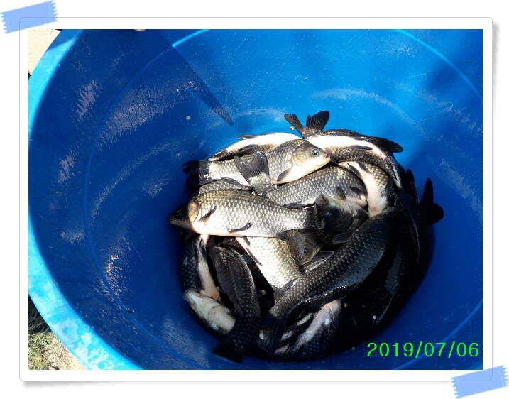 양평 수곡낚시터 붕어방류 및 7월 첫주 주말 조황 (유료터정보 - 유료터점주조황)