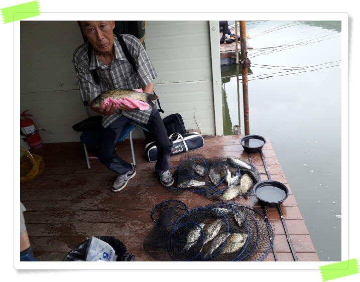 붕어낚시 힐링 양평 수곡낚시터 7월 25일 조황 및 붕어 방류 안내드립니다 (유료터정보 - 유료터점주조황)