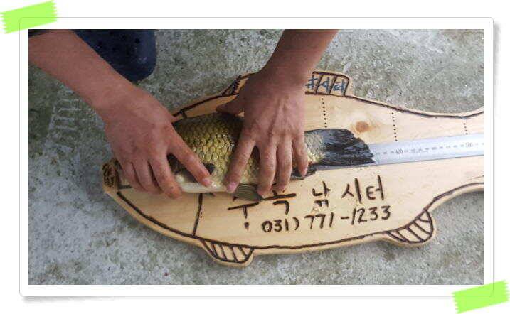 양평 붕어낚시터 힐링 수곡낚시터 대박조황과 고른 조황이 나옵니다 오늘도 튼실한 붕어들 방류 마쳤습니다 (유료터정보 - 유료터점주조황)