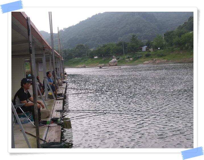 붕어낚시 힐링 양평 수곡낚시터 7월 25일 조황 및 붕어 방류 안내드립니다 (유료터정보 - 유료터점주조황)