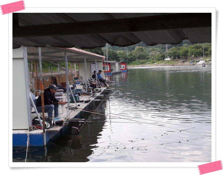 양평 수곡낚시터 주말 붕어방류 붕어조황 안내 (유료터정보 - 유료터점주조황)